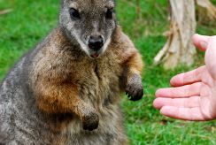 Feeding a Wallaby, Australia