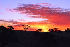 Sunrise, Barossa Valley, Australia