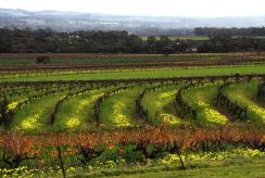 Vineyards, Barossa Valley, Australia