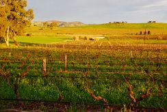 Vineyards, Barossa Valley, Australia