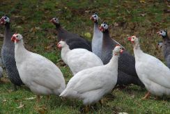 Guinea Fowl, The Berkshires