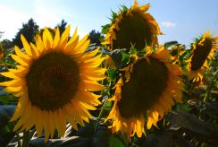 Sunflowers, Umbria, Italy